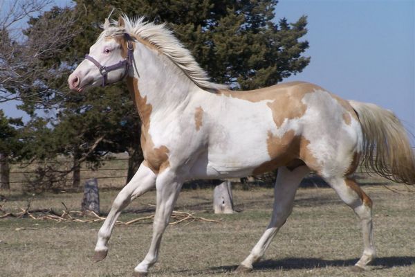 Invested By Far - Quarter Horse Stallion